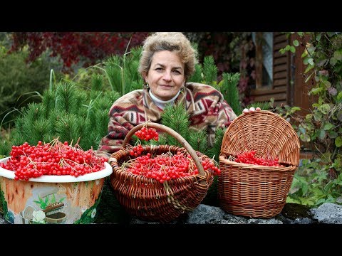 Видео: Супер ягода для здоровья  Калина красная