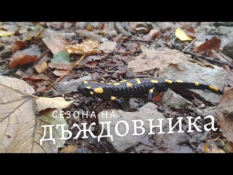 Видео: Кривата ляво вече е есен на Витоша