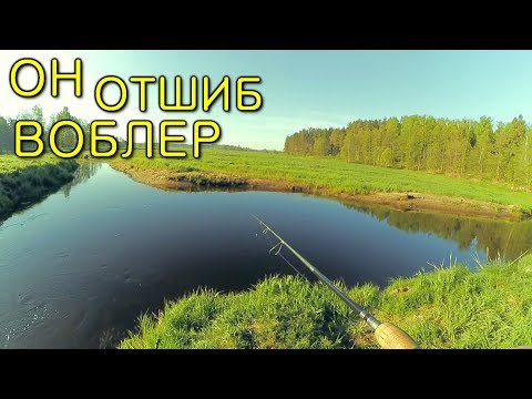 Видео: Этот кабанище оторвал воблер... Ловля трофейного голавля на чистейшей реке!