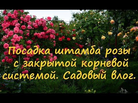 Видео: Посадка штамба розы с закрытой корневой системой.  Садовый влог.