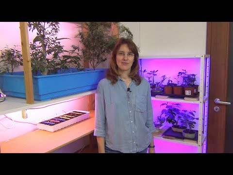 Видео: Освещение для комнатных растений
