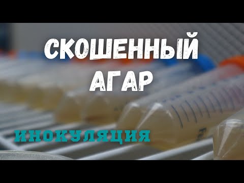 Видео: Хранение Мицелия - Скошенный агар - Инокуляция . ч2.