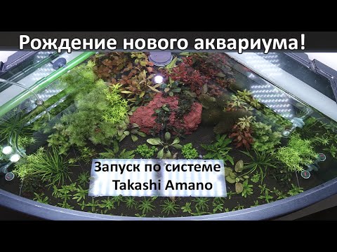 Видео: Рождение нового аквариума, запуск по системе Takashi Amano
