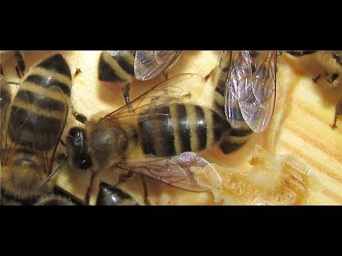 Видео: ошибки пчеловода - смена матки в семье пчел, для ухода от роения