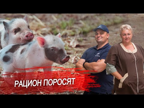 Видео: Чем кормить поросят? Рацион поросят до 2х месяцев. Полнорационные корма для свиней от Protect&Feed.