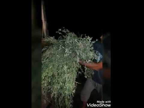 Видео: СЕНО КРОЛИКАМ, КОГДА ОНО ГОТОВО ДЛЯ ПРЕССОВАНИЯ, И ДЛИТЕЛЬНОГО ХРАНЕНИЯ.