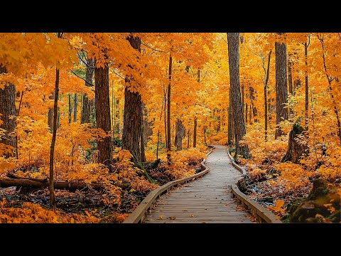 Видео: ✨ Красивая расслабляющая музыка для снятия стресса🌿 – Спокойная медитация 🧘 Нежное исцеление 🎶