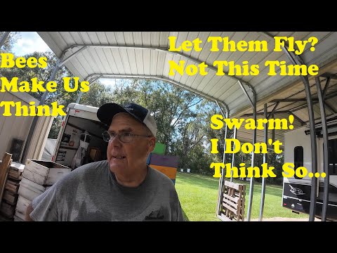 Видео: Пчелиный рой | Побег пчел | Покидание улья