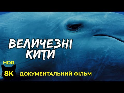 Видео: Величні Кити - Найбільші ссавці на планеті - Документальний фільм про тварин у 8K HDR