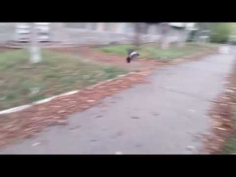 Видео: Странная птица-прыгун.