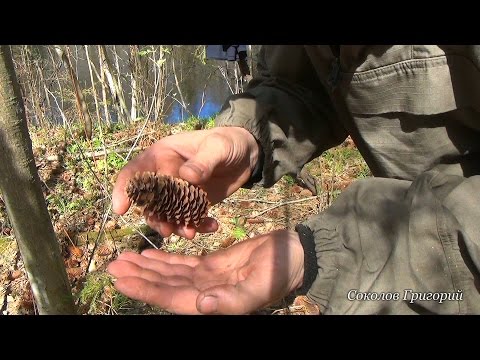 Видео: Как заготовить в пищу еловые семена?