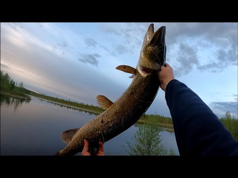 Видео: ОГРОМНАЯ ЩУКА СЛОМАЛА СПИННИНГ.Tict 74 b4... Ломаный злой коротыш