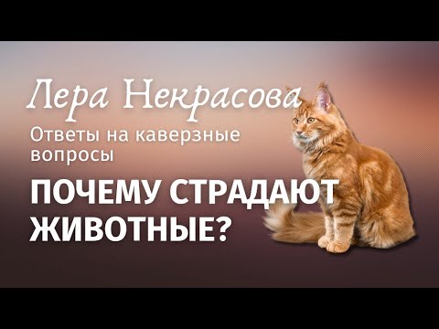 Видео: Почему страдают животные?