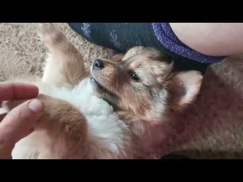 Видео: Наш Тоша 