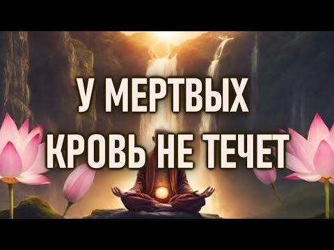 Видео: У мёртвых кровь не течёт.