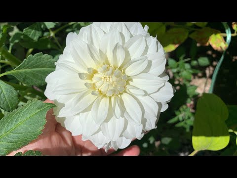 Видео: АНЧА БЎЛДИ А ГАПЛАШАМИЗМИ ? ОҲИРГИ САЛАТИМГА ИЗОҲ ☺️😍🥰😘