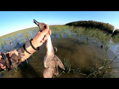 Видео: Охота на утку! Шикарные налеты. Осень 2021.