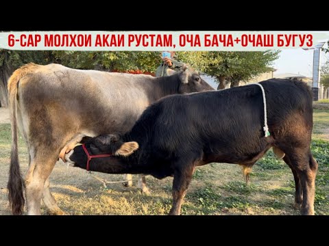 Видео: 6-САР МОЛХОИ РУСТАМАКО БО НАРХИ АРЗОН 2 ноября 2025 г.