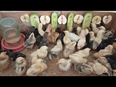 Видео: Цыплёнок никогда не будет есть то, что затоптал! 🐤