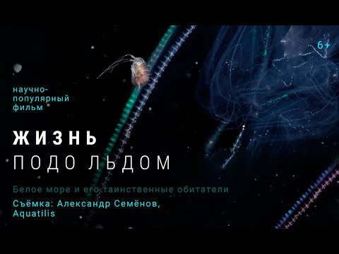 Видео: Жизнь подо льдом / короткометражный фильм