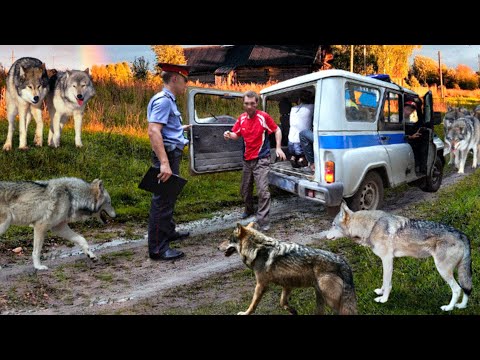 Видео: Волки окружили милицейский уазик, требуя выдать задержанного. Им нужен был только он