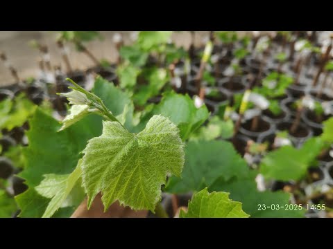 Видео: Высадка винограда в открытый грунт, заправка ямы на 5-7 лет