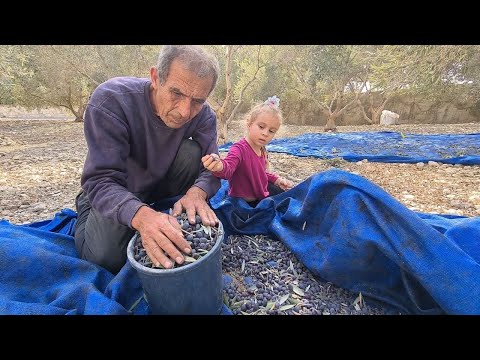 Видео: Так мы делаем Домашнее Оливковое Масло