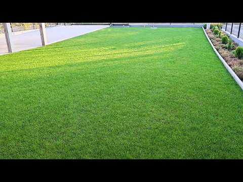 Видео: 10 шагов для потрясающего газона | Что, как и когда