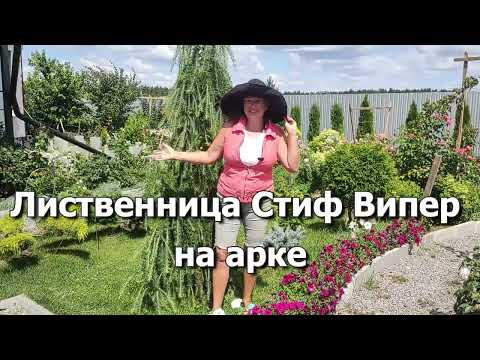 Видео: Лиственница Стиф Випер (Stiff Weeper) на штамбе и на арке | Ставим арку для лиственницы Стиф Випер