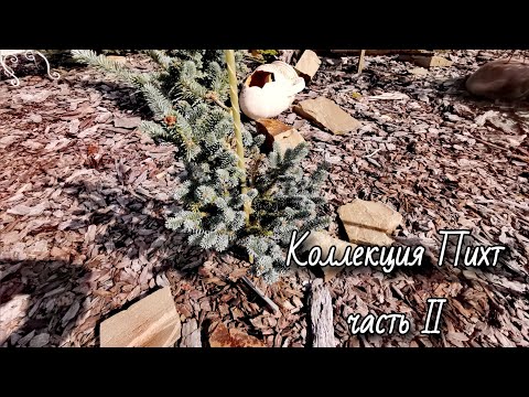 Видео: Коллекция Пихт Мечтательницы 2025🔥! Часть II #обзор #сад #garden #пихты