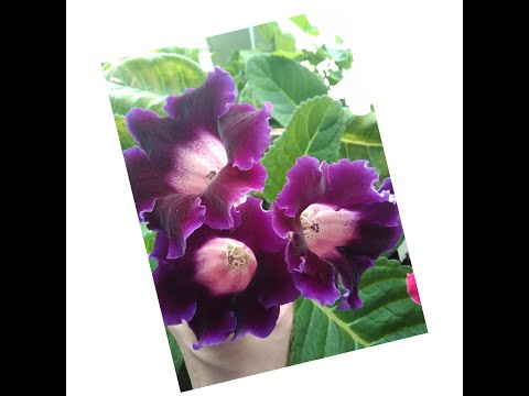 Видео: #073 Перевалка подросших сеянцев глоксинии в объем 0,5л