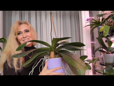 Видео: Фитиль и светонепроницаемый горшок для орхидей. Растут МОНСТРЫ./ Отвожу орхидею.