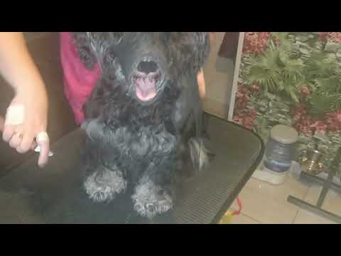 Видео: Цвергшнауцер.Тримминг.Новые комбинезоны.Первый снег.