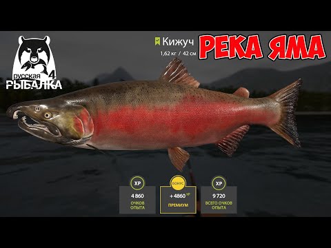 Видео: ФАРМ И ОТЛИЧНЫЙ КЛЕВ НЕРКИ КИЖУЧА НА РЕКЕ ЯМА В РУССКОЙ РЫБАЛКЕ 4 РР4