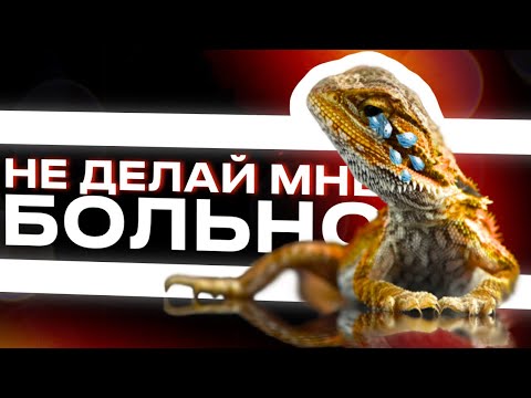 Видео: КАК НЕ НУЖНО СОДЕРЖАТЬ БОРОДАТУЮ АГАМУ 💀