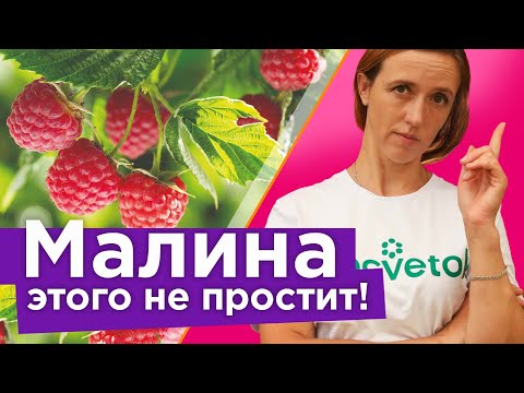 Видео: МАЛИНА ПРОПАДЕТ ПРЯМО НА ГЛАЗАХ! 5 коварных ошибок, из-за которых вы можете остаться без малины