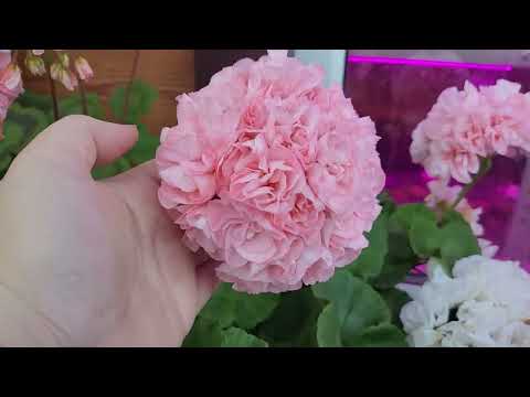 Видео: моя селекция Шёлк часть 2