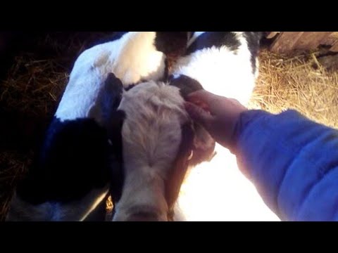 Видео: Купил крупных суточных телят(бычков)🐮