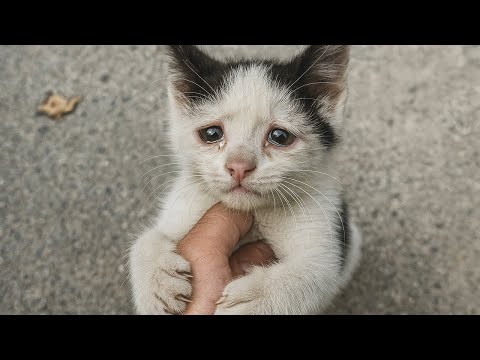 Видео: Котёнок вцепился в руку мужчины и не отпускал... Тот попытался уйти — малыш цеплялся всеми силами