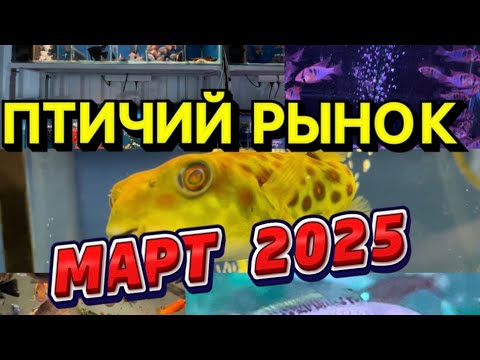Видео: ПТИЧИЙ РЫНОК, САДОВОД, МОСКВА. ОБЗОР ЗА МАРТ 2025. Весь птичий рынок стал тёплым. Кто куда переехал👌