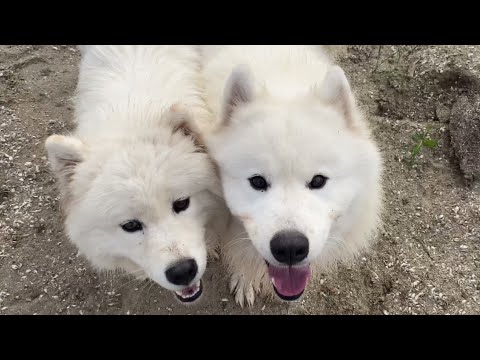 Видео: Кто такие Самоеды,  и кого они едят?   / Samoyed- who is that?