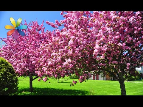 Видео: Уход за деревьями весной – Все буде добре. Выпуск 808 от 12.05.16