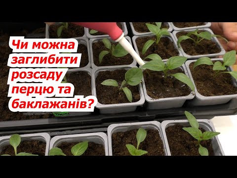 Видео: Пересаджуємо розсаду перцю та баклажанів із заглибленням. Як це зробити.