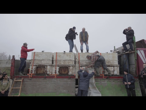 Видео: Пускаме 11 000 чиги в Дунав  | Зарибяване с есетрови риби