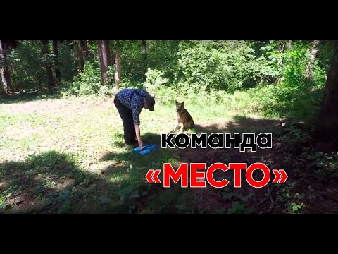 Видео: Как правильно обучить собаку команде "Место"