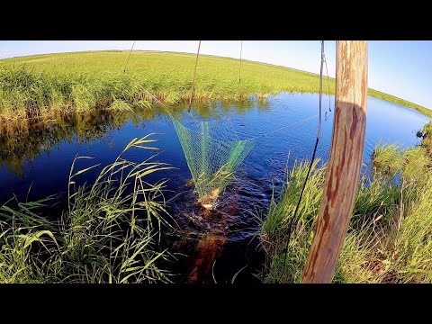 Видео: Рыбалка на ПАУК ПОДЪЁМНИК в болотной речушке. Рыбалка 2021.