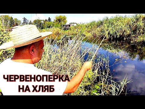 Видео: УСПЕШЕН РИБОЛОВ НА ЧЕРВЕНОПЕР В р.ФЪНДЪКЛИЙСКА! ДО САМИЯ ПЛАЖ НА ШКОРПИЛОВЦИ! ЗА СТРЪВ - ЖИТО И ХЛЯБ