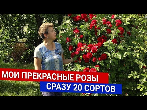 Видео: Мои прекрасные розы - сразу 20 сортов