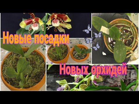 Видео: Посадка новых орхидей (п2 - 2020) Sedirea japonica x Vandopsis parishii и  Ros Rawdon jester