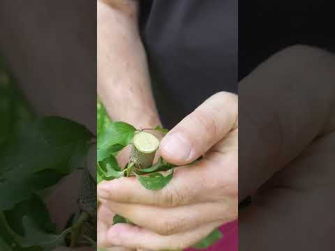 Видео: Порівняння секаторів Löwe 2.107/Chikamasa psa 8 g/ Nishigaki 203/Okatsune 103/Onotetsu 200